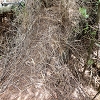 Plants: image 74 Of 208 Thumb